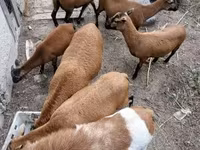 Widder, Cameroon sheep — Foto 6