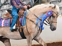 فرس, Palomino — الصورة 3