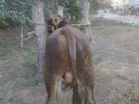 Tyre, Swiss cattle — foto 2