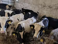 گاو نر, Russian Black pied cattle — عکس 7