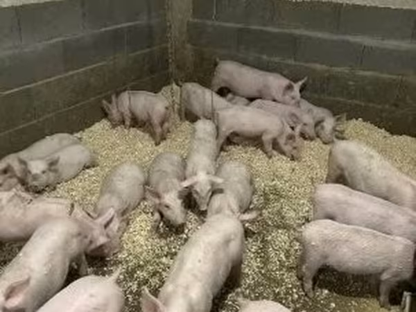 Kanec, 