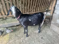 Jarac, Nubian Goat — fotografija 4