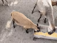 قوچ, Cameroon sheep — عکس 2