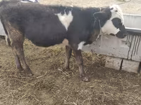 Byk, Simmental cattle — zdjęcie 2