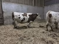गाय, मोंबेलियार्ड — फ़ोटो 2