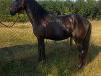 Kuda jantan, Hungarian horse breed — foto 1