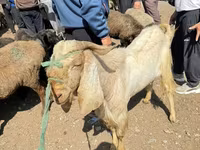Ziegenbock, Damask goat — Foto 4