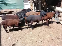 مینڈھا, Arabi sheep — تصویر 3