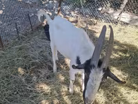 Kambing jantan, Goats — foto 2