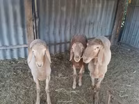 Baran, Arashan sheep — zdjęcie 2