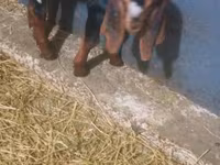 แพะตัวผู้, Kamori goats — รูปภาพ 5