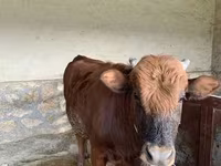 Lembu jantan, Cattle — foto 6
