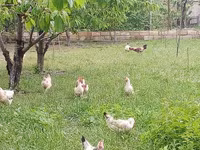 Chickens — الصورة 6