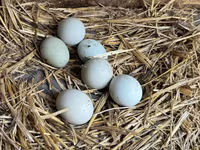 Chickens — fotografija 1