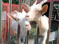 بز نر, بز — عکس 3