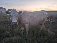 Tyre, Latvian Blue cattle — foto 2