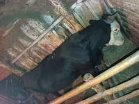 ষাঁড়, এবার্ডিন-অ্যাঙ্গাস — ছবি 2