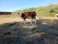 Sigir, Latvian Blue cattle — 2-rasm