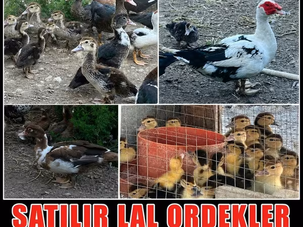 Ducks