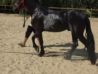 Cavallo, Friesian — foto 3