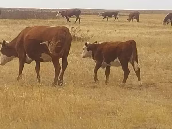 Krava, Latvian Blue cattle