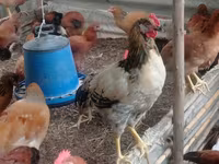 Chickens — φωτογραφία 1