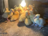 Ducks — 3 зураг