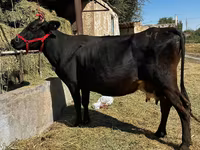 Крава, Swiss cattle — снимка 3