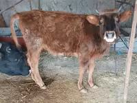 گاو ماده, گاو — عکس 3