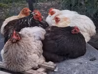 Chickens — снимка 1