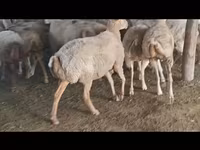 Ido, Sheep — sawirka 6
