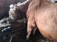 Bou, Simmental cattle — foto 2