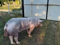 Babi jantan, Pigs — foto 4