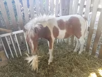 公马, Miniature horse — 照片 3