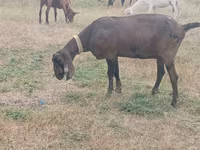 母山羊, Nubian Goat — 照片 2