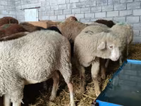 Pecora, Pecore — foto 6