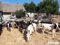 Kambing jantan, Sheep — foto 3