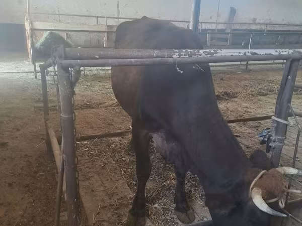 Cow, Cattle — Kyrgyzstan