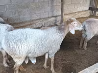 Kambing betina, Arashan sheep — foto 3