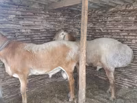 قوچ, Rhon sheep — عکس 2