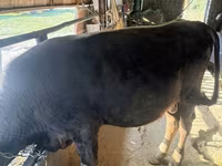 Toro, Bovini — foto 2