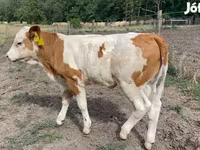 گاو ماده, Simmental cattle — عکس 1