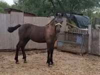 Cavalo, Lipizzaner — foto 2