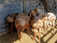 Wad, Sheep — sawirka 1