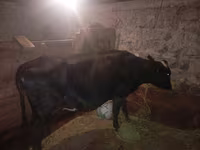 Lembu betina, Cattle — foto 2