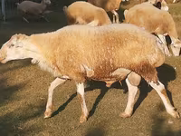 วัวตัวผู้, Russian Black pied cattle — รูปภาพ 3