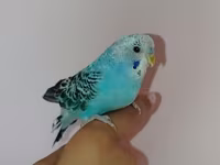 Məhsul: Dalmatin naxışlı mavi-bulat rəngli dalğa papuqayı (budgerigar) — عکس 2