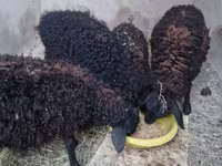 Domba jantan, Sheep — foto 2