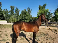 Cal, Akhal-Teke — foto 2