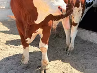 Tyre, Simmental cattle — foto 2